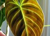 Philodendron