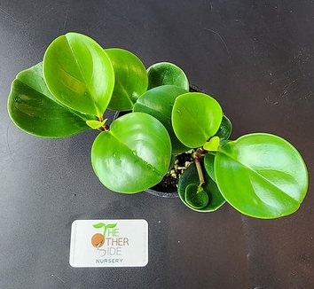 bleach for plants OxyBoost