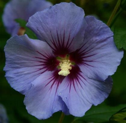 Hibiscus syriacus Satin® Blue PP12680 | Hibiscus syriacus 'Blue Satin ...