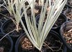 Tulbaghia