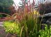 Imperata
