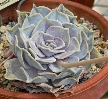 Photo of Echeveria lilacina foliage by Stan Shebs