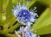 Globularia
