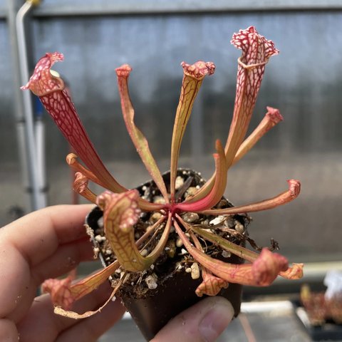 花器 Sarracenia x farnhamii | Pitcher Plant | plant lust