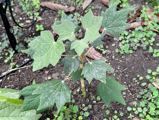 Photo of Sinopanax formosanus by 	plant lust