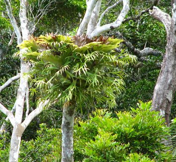 Photo of Platycerium bifurcatum form by Peter Richardson
