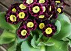 Primula auricula 'Ludwig'