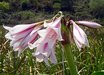 Crinum bulbispermum (3 yr 2025)