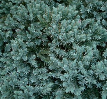 Photo of Juniperus squamata 'Blue Star' foliage by Kenpei