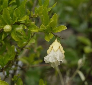 Photo of Punica granatum 'Shirobotan' flower, foliage by Cistus Nursery