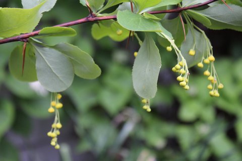 Berberis jamesiana