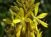 Asphodeline