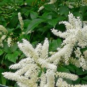Astilbe X Arendsii Glut Astilbe Glow Astilbe Arendsii Glow Perennial Spirea Plant Lust