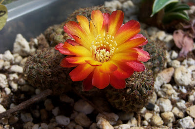 Photo of Rebutia canigueralii flower by Kara Nursery