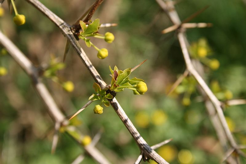 Photo of Berberis darwinii by Sten Porse