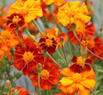 Photo of Tagetes 'Villandry' flower by Annie's Annuals & Perennials