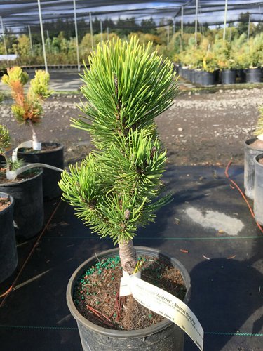 Pinus mugo 'Andrzej' | Andrzej Mugo Pine | plant lust
