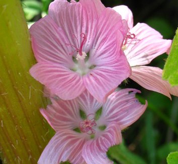 Photo of Sidalcea malviflora flower by The Watershed Nursery