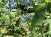 Mertensia