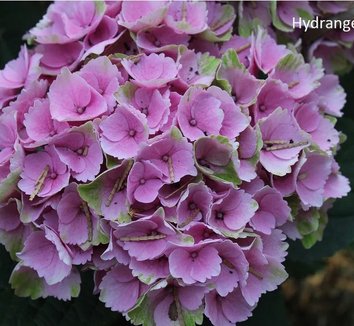Photo of Hydrangea macrophylla 'Elizabeth Ashley' PP31264