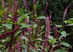 Phytolacca