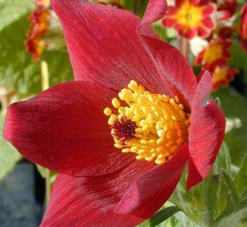 Photo of Pulsatilla vulgaris 'Röde Klokke' flower by Dancing Oaks Nursery