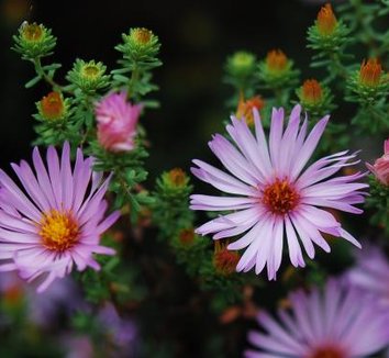Photo of Symphyotrichum oblongifolium 'Dream of Beauty' flower by Avant Gardens