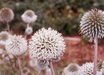 Echinops