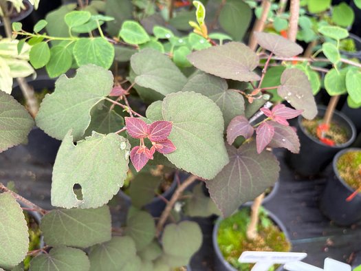 Photo of Cercidiphyllum japonicum Red Fox foliage by plant lust