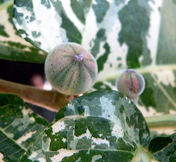 Photo of Ficus aspera close-up, fruit by Stan Shebs