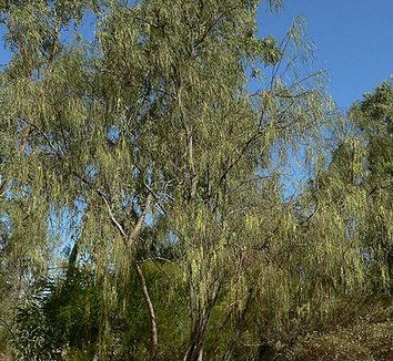 Photo of Acacia stenophylla form by Stan Shebs