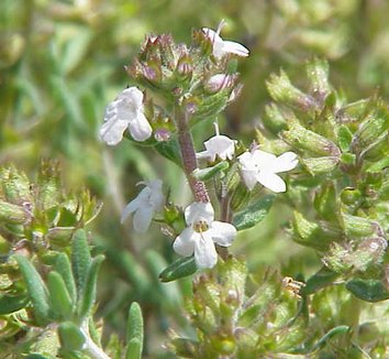 Photo of Thymus 'Fragrantissimus' flower by Kurt Stueber