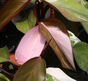 Photo of Philodendron 'Pink Princess' foliage by Almost Eden
