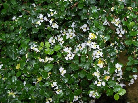 Malpighia coccigera | Dwarf Holly | plant lust