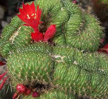 Rebutia from multiple nurseries on Plant Lust