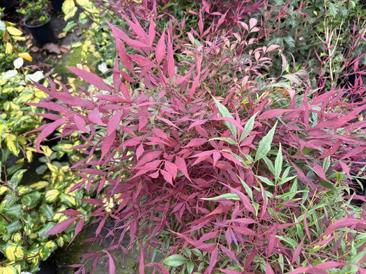 Photo of Nandina domestica 'Burgundy Wine' foliage by plant lust