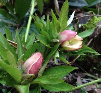 Photo of Helleborus x hybridus apricot-flowered buds by Cistus Nursery