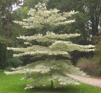 Photo of Cornus controversa 'Variegata' form by Daderot