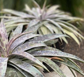 Photo of x Mangave 'Moonglow' PP29195 foliage by Bria Phillips