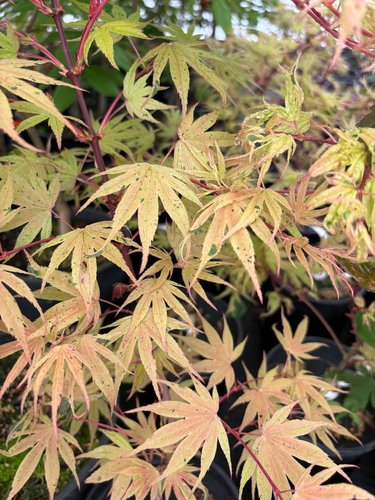 Photo of Acer palmatum 'Geisha' foliage by plant lust