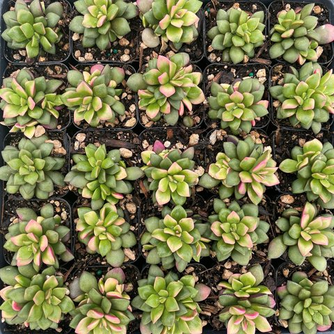 Anacampseros rufescens 'Sunrise' | Anacampseros rufescens variegata ...