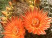 Ferocactus