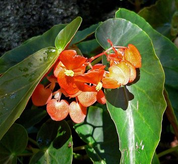 Photo of Begonia 'Orange Sherbet' flower, foliage by Stan Shebs