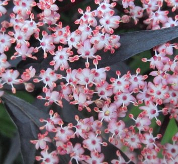 Photo of Sambucus nigra Black Lace™ PP15575 flower by Anna Kullgren