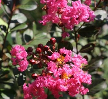 Photo of Lagerstroemia indica Pink Velour® PP10319 flower, foliage by Almost Eden