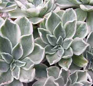 Photo of Aeonium 'White Fringe' foliage by Kara Nursery