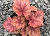 Heuchera