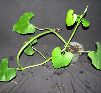 Photo of Philodendron deltoideum by Brian's Botanicals