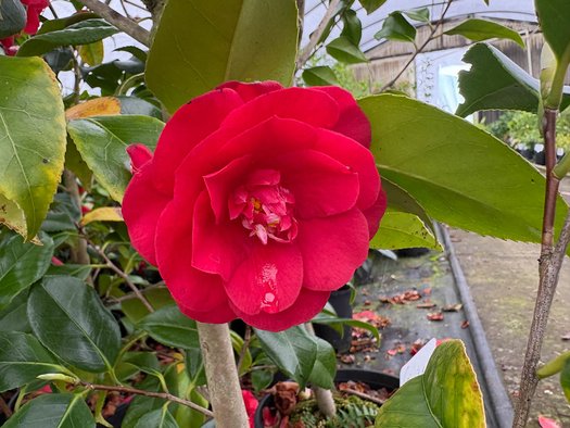 Photo of Camellia japonica 'Rosehill Red' flower by plant lust