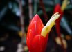 Costus